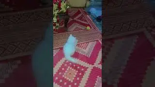 Baby Cat playing with a rubber ball 😍 #cats #cat #kitty #shorts