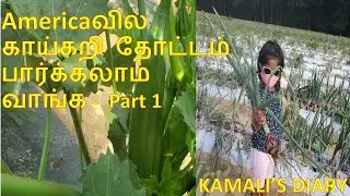 Vegetable Picking Farm in New Jersey Part 1|அமெரிக்காவில் காய்கறி தோட்டம் | Kamalis Diary