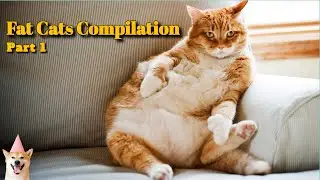 Funniest and Cutest Fat Cat Doing Funny Things - Fat Cats Compilation -fattest cat in the world 2021