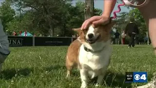 Bark in the Park raises money for The Humane Society of Missouri for 28th year