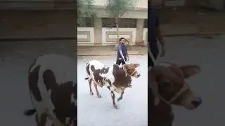 Cow Funny #shorts Jin Cartel memes #memes #cow #funny #cows #eid #meme #dil #bull #animals #love