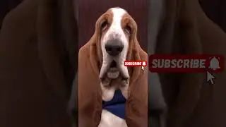 DNA Test Gone Wrong&hellip; in Slow Motion 😂 | Basset Hound Drama #viralvideo #shorts #dogshorts