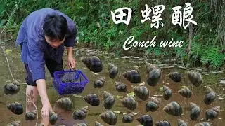 Country boy makes delicious snails｜跟鸡蛋一样大的田螺，捡回来做成美味的田螺酿 #food #cocking #China #美食｜龙弟很忙