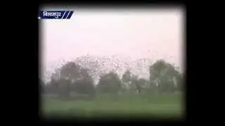 Beautiful Gulabi Maina Rosy Starling Migrant Bird in Chhattisgarh Bilaspur