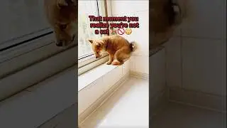 That moment you realize you're not a cat 🐕🚫😳 #WindowFail #DogLifeStruggles