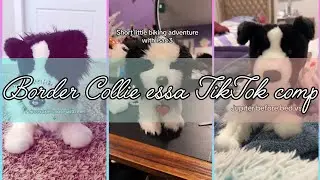 Border Collie essa TikTok comp | requested | none are mine | credits to original owners