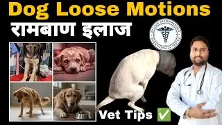 Dog Loose Motion Treatment in Hindi 💩🐕 | Puppy ko loose motions ho to kya kare | Dog loose motions 