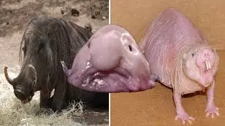 Top 10 UGLIEST Animals On Earth