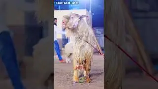 Top Quality Kashmiri 😍 #bakraeid #bakraeid2025 #bakraeidspecial #bakra #goats #trending #biggoats