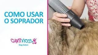 Como usar o Soprador de Pet Shop em Casa