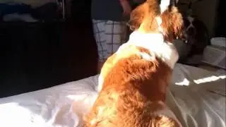 keesha our 6 month old puppy saint bernard