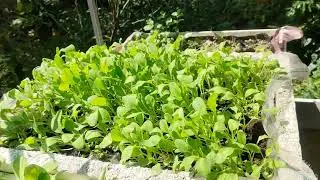 Vegetable garden grown in styrofoam containers.