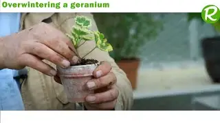 How to Successfully Overwinter Geraniums: Step-by-Step Guide