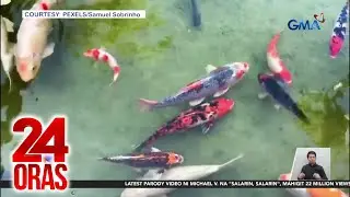 Mahigit 100 koi fish, namataang lumalangoy sa isang kanal sa Iligan | 24 Oras
