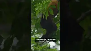They replaced coca crops with 17,000 native trees