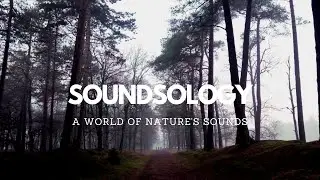 4 Hours of Mountain Forest Sounds With Fog - Relaxing Sounds for Sleeping, Studying, Meditation