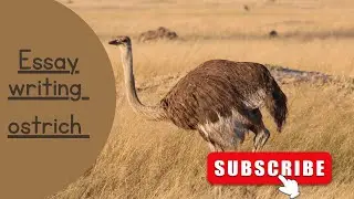 Essay writing|easy essay on ostrich|nibnadh on ostrich|english nibnadh|#essayonostrich
