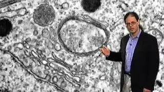 Apicoplast and evolution - David Roos (U Penn)