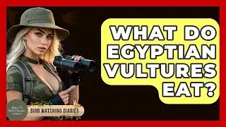 What Do Egyptian Vultures Eat? - Bird Watching Diaries