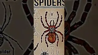 TYPES OF SPIDERS|PART - 4|GOLDEN SILK ORB WAVER|#creature #spider@LIKEMYTH