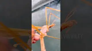 Гигантский кровососущий комар?! 🩸😳