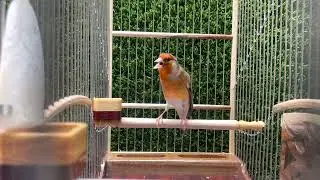 European Goldfinch mule singing - Jilguero Mixto - Carduelis - European Goldfinch Mix - طائر الحسون