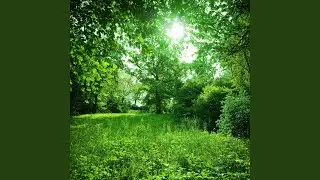 Nature's Harmonic Sun Chords