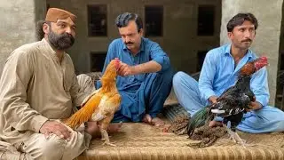 Aseel Murghon ko Vaccine Kb Kesy or Kon si krni chahiye by Ustad Iqbal Khan Puno Khel...