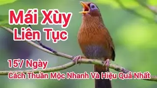 Mi Mái Siêu Vip Xùy liên tục kích trống hót căng lửa mỗi ngày #longhoamichien 