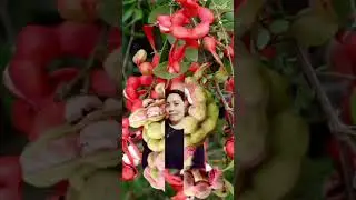 RED TAMARIND SO SOUR LOVE IT..#short #satisfying #viral #beta #ofw