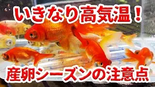 金魚産卵シーズン！！しかしいきなりの高水温。。