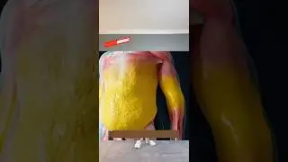 Fastest Way to Lose Belly Fat: The Alloy Fat Burning Method (No Running or Jumping!) #shorts #short