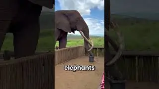 Why Elephant Feet Need Daily Washing 🐘 | Animal Facts