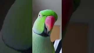 Indian Ringneck Parrot says 