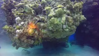 Roatan Honduras - West Bay Shore Dive