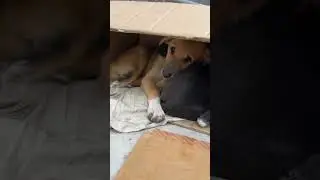 Please protect street dogs 🙏 #dogs #streetdogs #trending #youtubeshorts