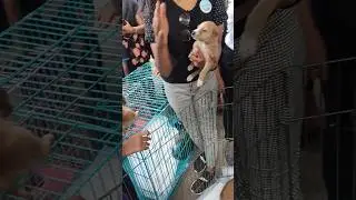 Free dog adoption 😍🐕🐶