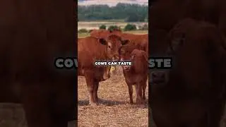 Я и не знала, что коровы такие привередливые 🐮 #шорты #фактыоживотных #ферма
