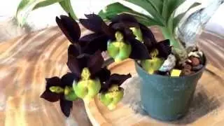 Catasetum tenebrosum (Pollen ejecting!!)