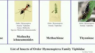 List of Insects of Order Hymenoptera Family Tiphiidae ant Fuse Tiphia femorata Thynninae French