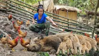 Mother pig builds nest preparing to give birth, wild boar traces, traps, forest farm, green forest