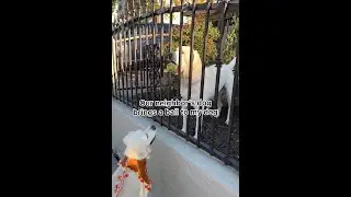 Watch The Cutest Dog Friendship Ever