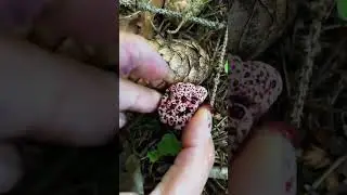 Bleeding Tooth Fungus