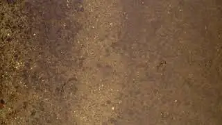 Atlantic salmon spawning in the upper Wye, November 2020