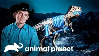 Em busca de um esqueleto de dinossauro carnívoro | Caçadores de Dinossauros | Animal Planet Brasil