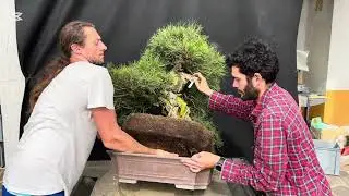 Japanese black pine from Koukaen