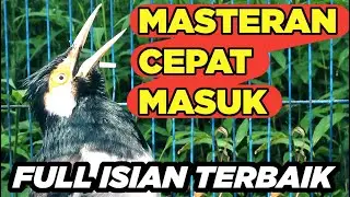 Terapi Jalak Suren Jantan Memanggil Betina Gacor Full Isian Tembakan Mewah