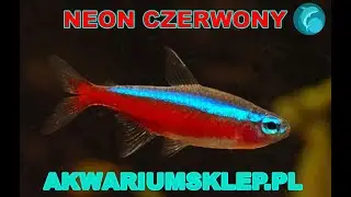 Neon czerwony. Neon Axelroda. Przegląd