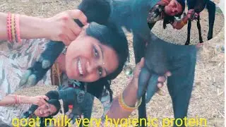 Goat wholesale milk in India 🥰😱 goat milk#goat palan kaise karen#yogitahindivlogs