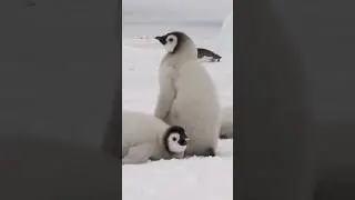 Find Baby Penguin Calm | Calming Nature Sounds | Peaceful Earth #Shorts